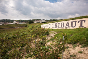 G.Tribaut vinyard